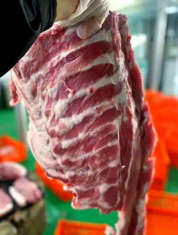 猪前排
