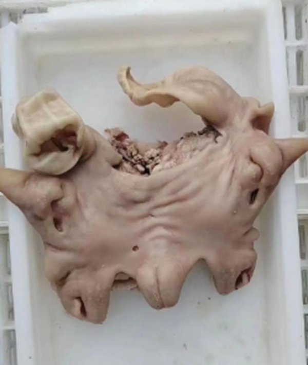 羊头脸