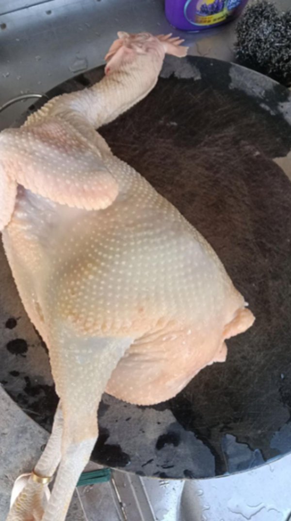 公鸡